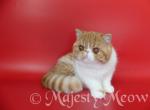 Chipsick - Persian Cat For Sale - Yucca Valley&comma; CA&comma; US