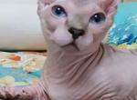Jordan - Sphynx Cat For Sale - Mundelein&comma; IL&comma; US