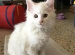 Reserved Snow White Maine Coon boy Ace - Maine Coon Cat For Sale - Chipley&comma; FL&comma; US