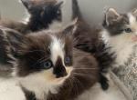 Smudge - Munchkin Cat For Sale - Salem&comma; OR&comma; US