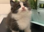 Toulouse - Munchkin Cat For Sale - Salem&comma; OR&comma; US