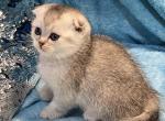 Scottish male - Scottish Fold Cat For Sale - Renton&comma; WA&comma; US