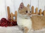 Felix - Munchkin Cat For Sale - Neosho&comma; MO&comma; US
