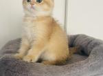 Alice - Scottish Fold Cat For Sale - Atlanta&comma; GA&comma; US
