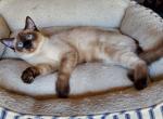 Precious Balinese Kittens - Balinese Cat For Sale - Brooklyn&comma; NY&comma; US