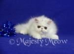Snezhana - Persian Cat For Sale - Yucca Valley&comma; CA&comma; US