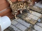 Georgia - Bengal Cat For Sale - Macon&comma; MO&comma; US