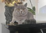 BLUE - British Shorthair Cat For Sale - Auburn&comma; WA&comma; US