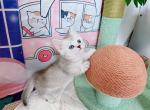 fio - Munchkin Cat For Sale - Staten Island&comma; NY&comma; US