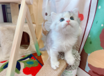bobi - Munchkin Cat For Sale - Staten Island&comma; NY&comma; US