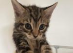 Zelda - Domestic Cat For Sale - Bronx&comma; NY&comma; US