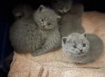 Blue Dream is HERE - British Shorthair Cat For Sale - Fort Wayne&comma; IN&comma; US