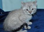 Highlander Kitten For sale - Highlander Cat For Sale - IN&comma; US