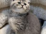 Tom - Scottish Straight Cat For Sale - Renton&comma; WA&comma; US