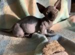 Magic - Bambino Cat For Sale - FL&comma; US