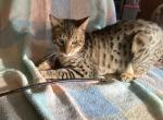 Genetta Sydney - Bengal Cat For Sale - FL&comma; US