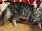 Price reduced LaPerm Silver male - LaPerm Cat For Sale - Salem&comma; OR&comma; US