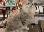 Darby    Silver Ragamuffin - Ragamuffin Cat For Sale - Salem&comma; OR&comma; US