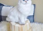 British cat - British Shorthair Cat For Sale - Thornton&comma; CO&comma; US