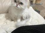 British long haired cat - British Shorthair Cat For Sale - Thornton&comma; CO&comma; US