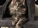 Sam boy Reserved - Maine Coon Cat For Sale - Chipley&comma; FL&comma; US