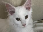 Reserved Pure white Maine Coon Lester baby boy - Maine Coon Cat For Sale - Chipley&comma; FL&comma; US