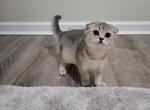 Xian Alphastar - Scottish Fold Cat For Sale - Levittown&comma; PA&comma; US