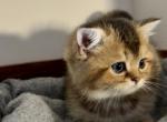 Peanut - Scottish Straight Cat For Sale - Houston&comma; TX&comma; US