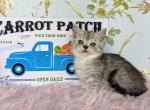 Mirabel - Munchkin Cat For Sale - Neosho&comma; MO&comma; US