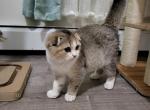 Xenon Alphastar - Scottish Fold Cat For Sale - Levittown&comma; PA&comma; US