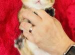 Oscar - Scottish Fold Cat For Sale - Atlanta&comma; GA&comma; US