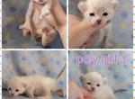 Female snow lynx point - Highlander Cat For Sale - Frenchtown&comma; MI&comma; US
