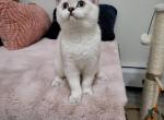 Xander Alphastar - Scottish Straight Cat For Sale - Levittown&comma; PA&comma; US