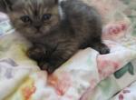 Luxury kittens - Scottish Straight Kitten For Sale - Grand Rapids&comma; MI&comma; US
