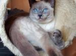 Leo - Balinese Cat For Sale - Brooklyn&comma; NY&comma; US