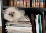 Misty and Baileys litter - Himalayan Cat For Sale - Farmington&comma; MI&comma; US
