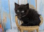 Noah - Munchkin Cat For Sale - Neosho&comma; MO&comma; US