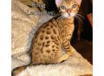 Leonidas - Bengal Cat For Sale - Bronx&comma; NY&comma; US