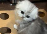 Matches - Scottish Fold Cat For Sale - Houston&comma; TX&comma; US