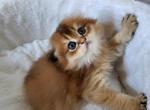 Prince - Scottish Fold Cat For Sale - New York&comma; NY&comma; US