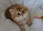 Honey - Scottish Straight Cat For Sale - New York&comma; NY&comma; US