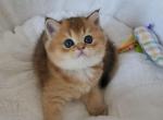 Lady - Scottish Fold Cat For Sale - New York&comma; NY&comma; US