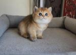 Laila - British Shorthair Cat For Sale - New York&comma; NY&comma; US