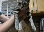 JJ - Savannah Cat For Sale - Fontana&comma; CA&comma; US