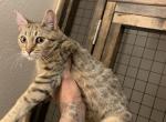 Cindy - Savannah Cat For Sale - Fontana&comma; CA&comma; US
