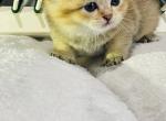 Bear - Scottish Fold Cat For Sale - Atlanta&comma; GA&comma; US