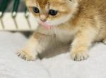 Una - Scottish Fold Cat For Sale - Atlanta&comma; GA&comma; US