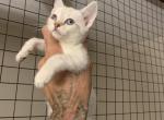 Gwen - Savannah Cat For Sale - Fontana&comma; CA&comma; US