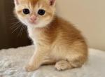Johnny - Scottish Fold Cat For Sale - Brooklyn&comma; NY&comma; US