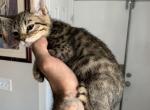Oliver - Savannah Cat For Sale - Fontana&comma; CA&comma; US
